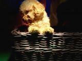 Di̇şi̇ Toy Poodle Yavrularimiz