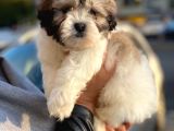 Morkie Cinsi Yavrular 