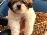 Morkie Cinsi Yavrular 