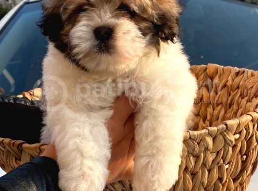Morkie Cinsi Yavrular  görsel