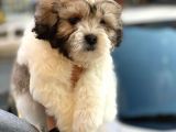 Morkie Cinsi Yavrular 