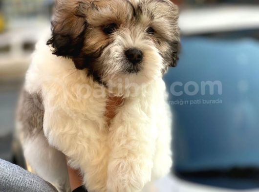 Morkie Cinsi Yavrular 