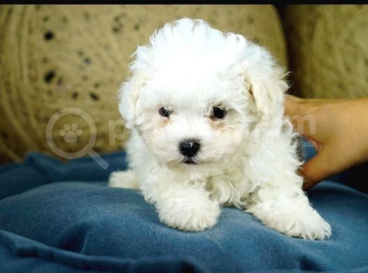 Maltesse Terrier Cinsi Güzel Yavrular 