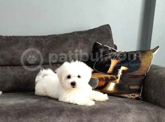 Maltesse Terrier Cinsi Güzel Yavrular 