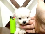 Maltesse Terrier Cinsi Güzel Yavrular 