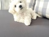 Maltesse Terrier Cinsi Güzel Yavrular
