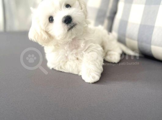 Maltesse Terrier Cinsi Güzel Yavrular görsel