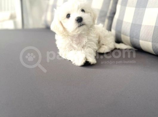 Maltesse Terrier Cinsi Güzel Yavrular görsel