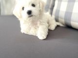 Maltesse Terrier Cinsi Güzel Yavrular