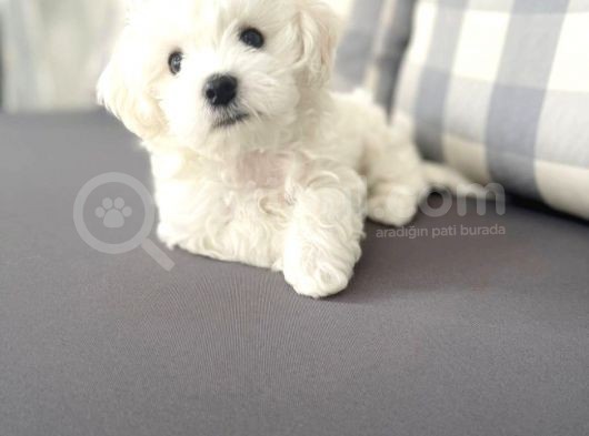 Maltesse Terrier Cinsi Güzel Yavrular
