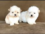 Maltesse Terrier Cinsi Güzel Yavrular 