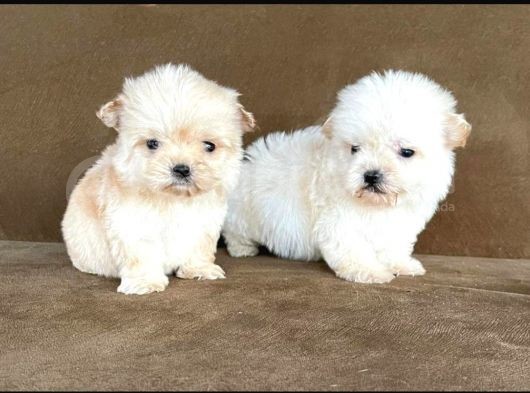 Maltesse Terrier Cinsi Güzel Yavrular 