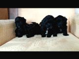 Black Poodle Bebekler