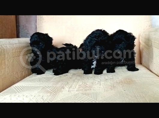Black Poodle Bebekler görsel