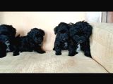 Black Poodle Bebekler