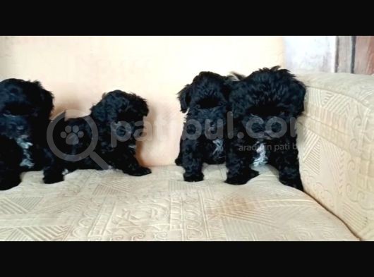 Black Poodle Bebekler