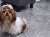 Show Class Shihtzu Kızımız Hazır,  Best Puppy Ödüllü