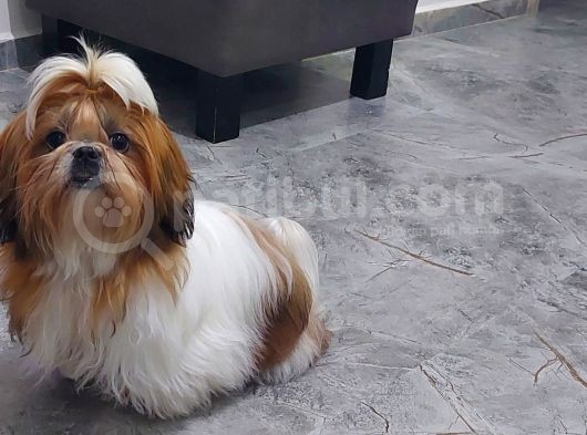 Show Class Shihtzu Kızımız Hazır,  Best Puppy Ödüllü görsel