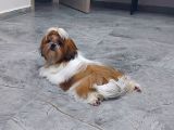Show Class Shihtzu Kızımız Hazır,  Best Puppy Ödüllü