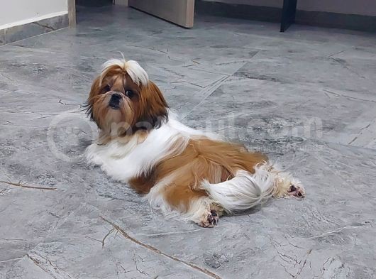 Show Class Shihtzu Kızımız Hazır,  Best Puppy Ödüllü görsel