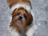 Show Class Shihtzu Kızımız Hazır,  best puppy ödüllü