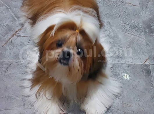 Show Class Shihtzu Kızımız Hazır,  Best Puppy Ödüllü
