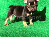 Trde Tek Black Tan Erkek French Bulldog