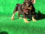 Trde Tek Black Tan Erkek French Bulldog