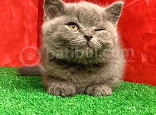 Bebek Yüzlü Orji̇nal Bri̇ti̇sh Shorthai̇r Di̇şi̇ Ve Erkek Yavrular görsel