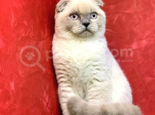 Erkek Blue Point Scottish Fold Yavrumuz görsel