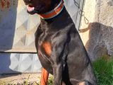 Orijinal Show Kalite Doberman Yavrular