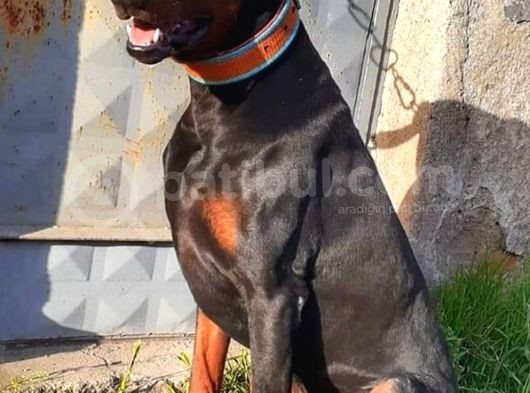 Orijinal Show Kalite Doberman Yavrular görsel