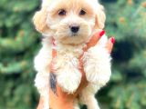 Teacup Morkie
