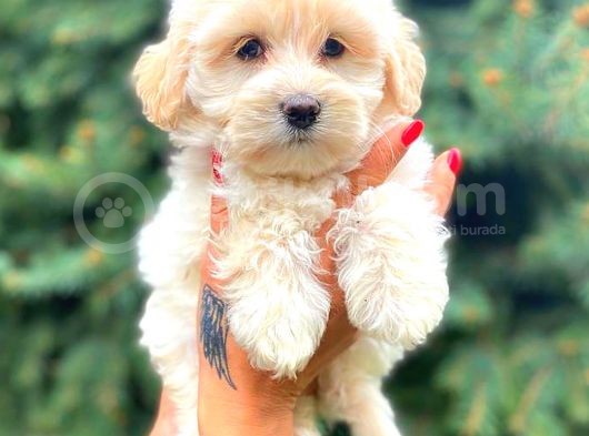 Teacup Morkie