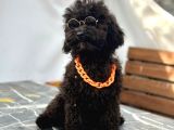 Aşıları Bitmiş Black Toy Poodle Yavrular
