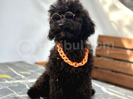 Aşıları Bitmiş Black Toy Poodle Yavrular