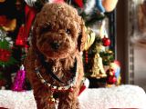 Toy Poodle Mini Boy Yavrular