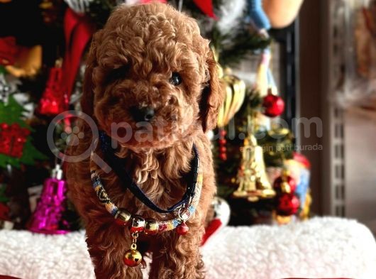 Toy Poodle Mini Boy Yavrular görsel