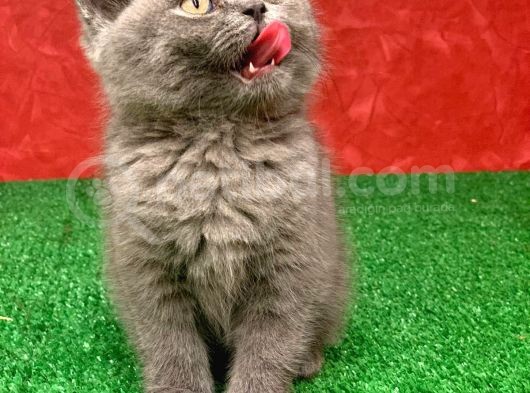 Bebek Yüzlü Orji̇nal Bri̇ti̇sh Shorthai̇r Di̇şi̇ Ve Erkek Yavrular