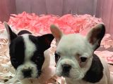 Fransiz Bulldog A Kali̇te Bebekler
