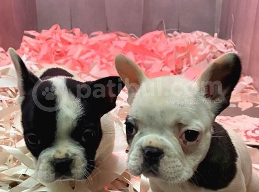 Fransiz Bulldog A Kali̇te Bebekler