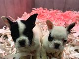 Fransiz Bulldog A Kali̇te Bebekler