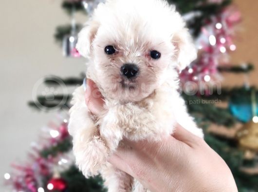 Teacup Maltese Terri̇er Irk Garanti̇li̇ görsel