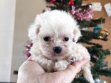 Teacup Maltese Terri̇er Irk Garanti̇li̇