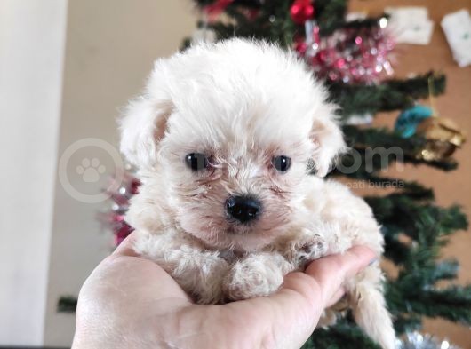 Teacup Maltese Terri̇er Irk Garanti̇li̇ görsel