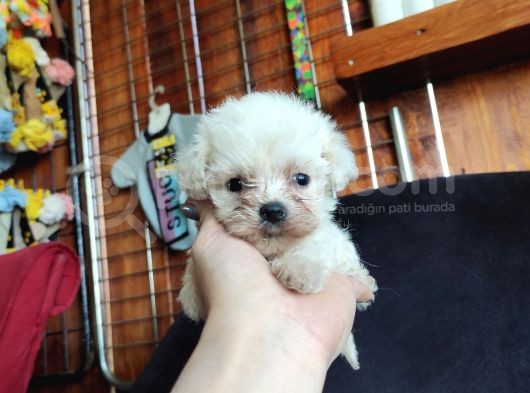 Teacup Maltese Terri̇er Irk Garanti̇li̇