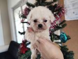 Teacup Maltese Terri̇er Irk Garanti̇li̇