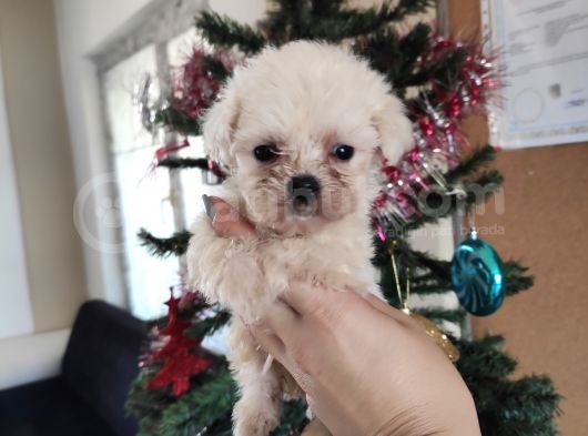 Teacup Maltese Terri̇er Irk Garanti̇li̇ görsel
