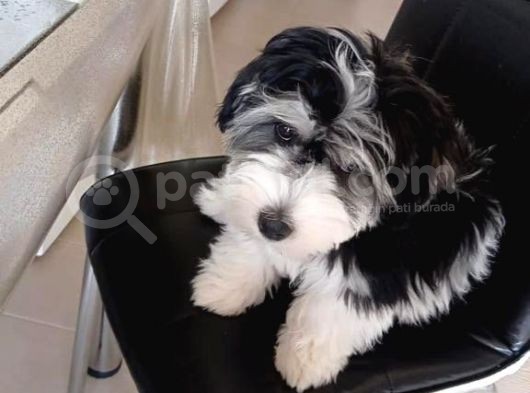 Morkie Cinsi Yavrular 
