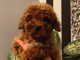 Birbirinden Sevimli Poodle Yavrularımız